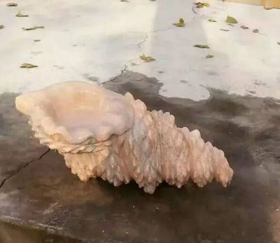 室內擺放的花崗巖石雕創(chuàng)意海螺雕塑
