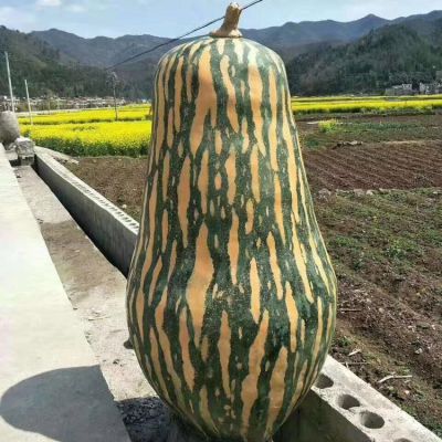 大北瓜，玻璃鋼仿真果蔬景觀雕塑